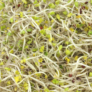 Broccoli Sprouting Seeds - 100g